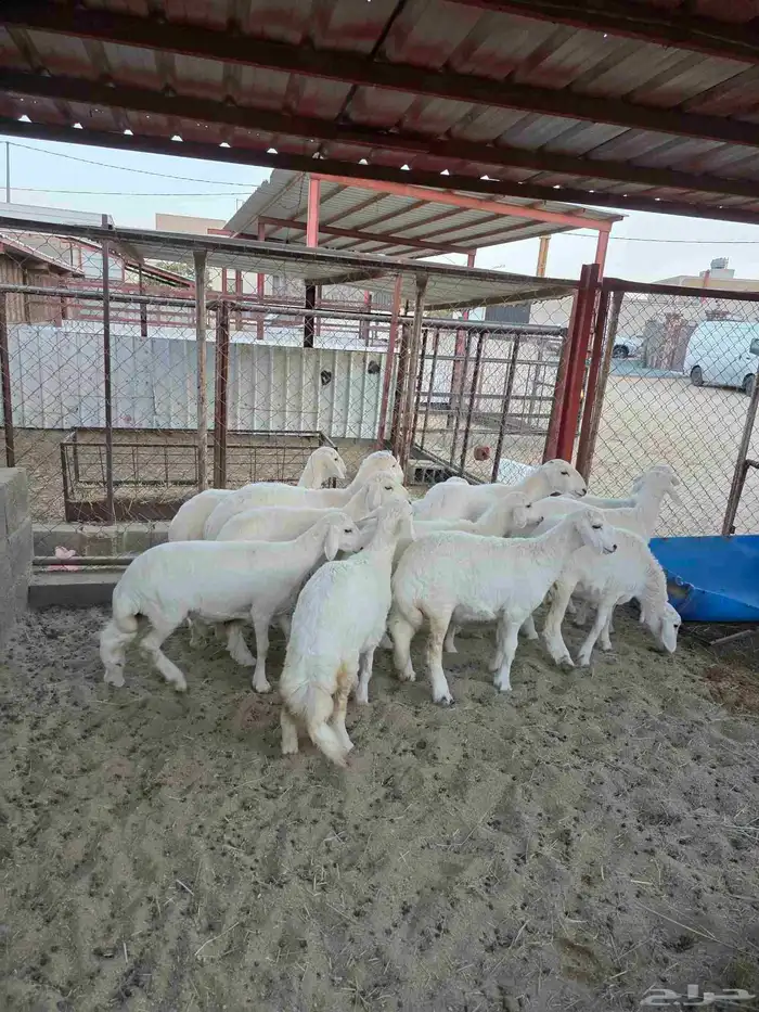 ذبائح النشاما 4