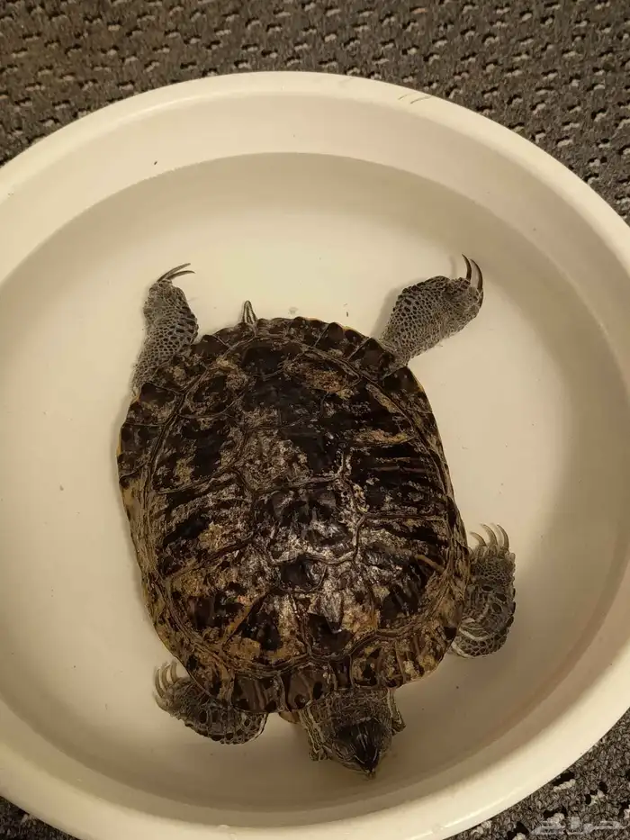 سعف ومكينه خياطه 2