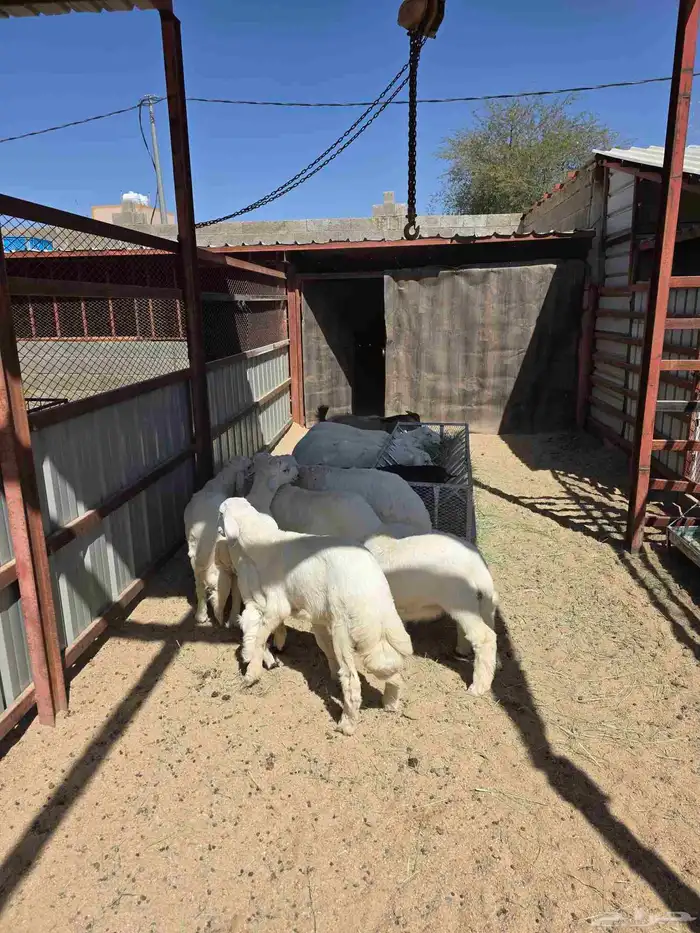 ذبائح النشاما 9