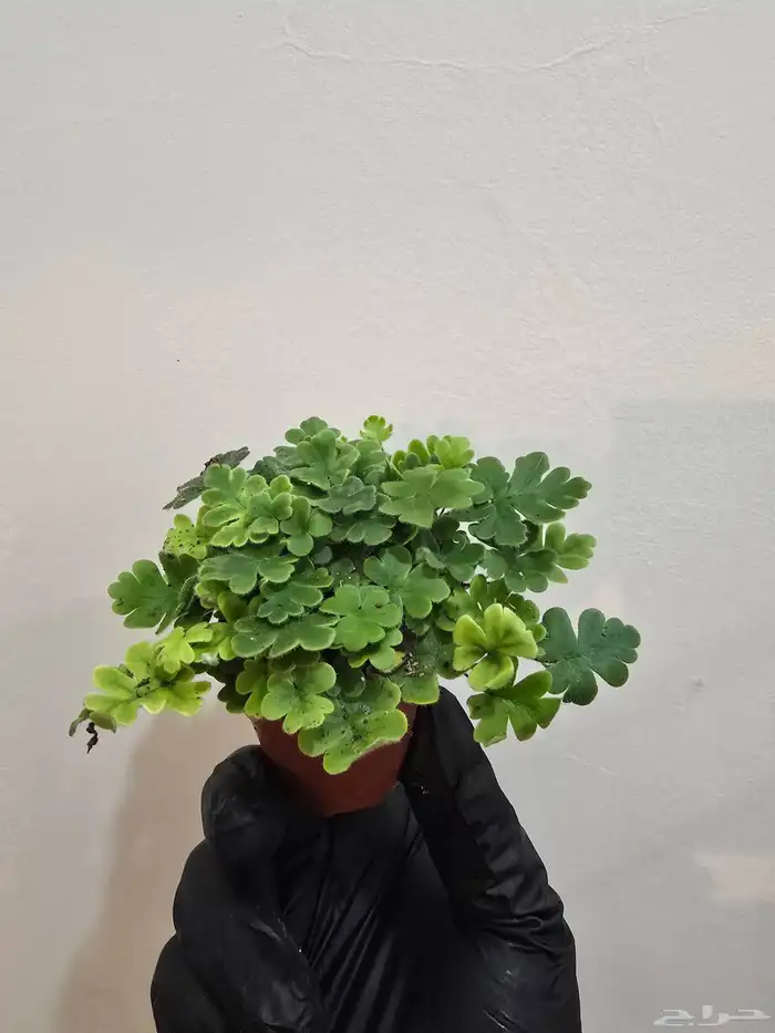 نباتات تيراريوم متنو عة 1