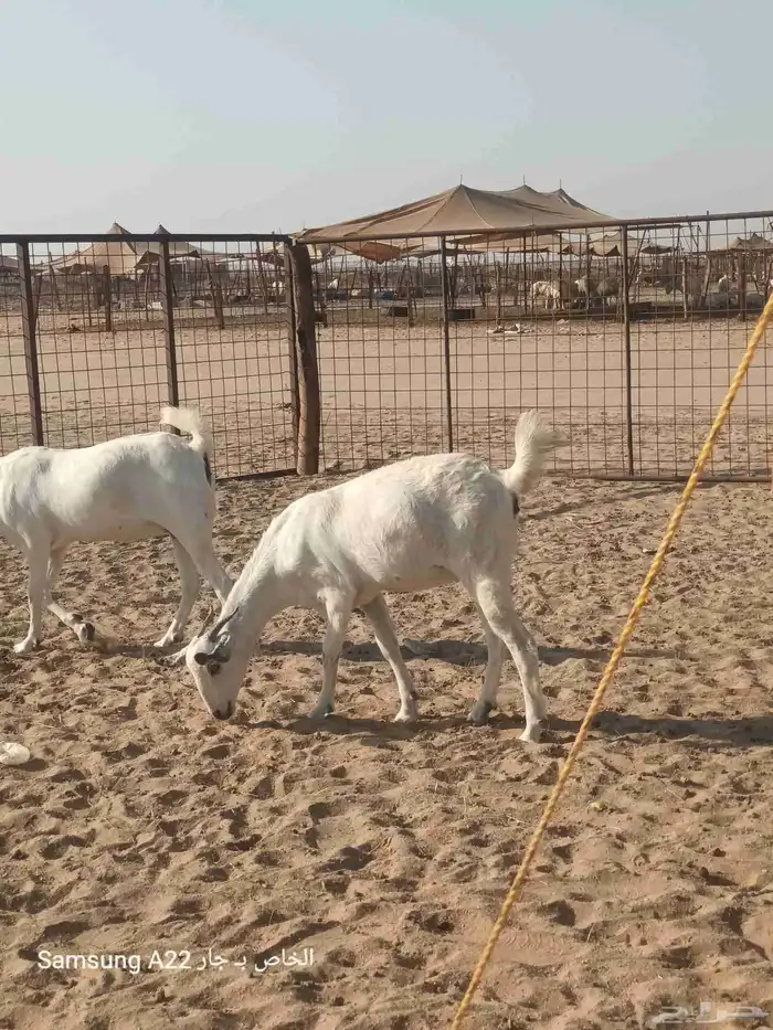 معزاء بيشيات برص طيبه 7