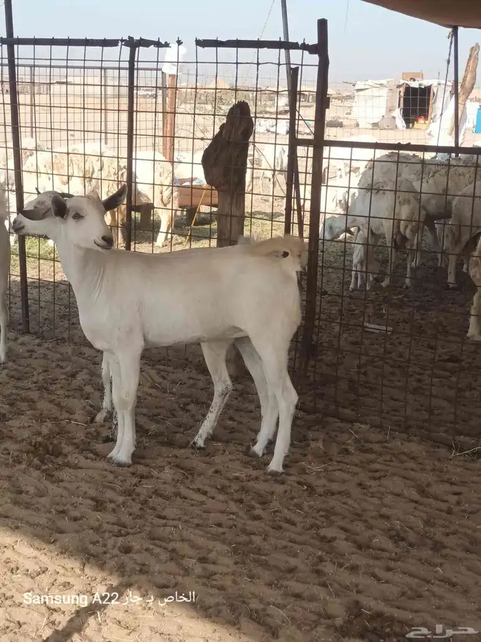 معزاء بيشيات برص طيبه 2