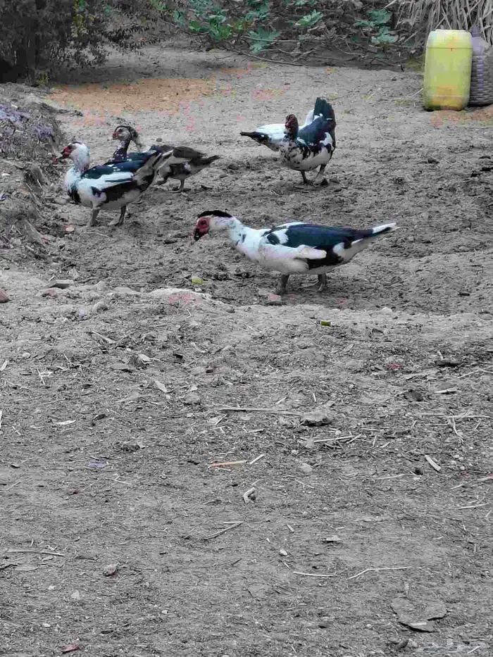 للبيع بط مصري 0