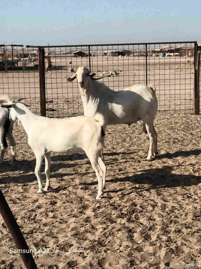 معزاء بيشيات برص طيبه 3