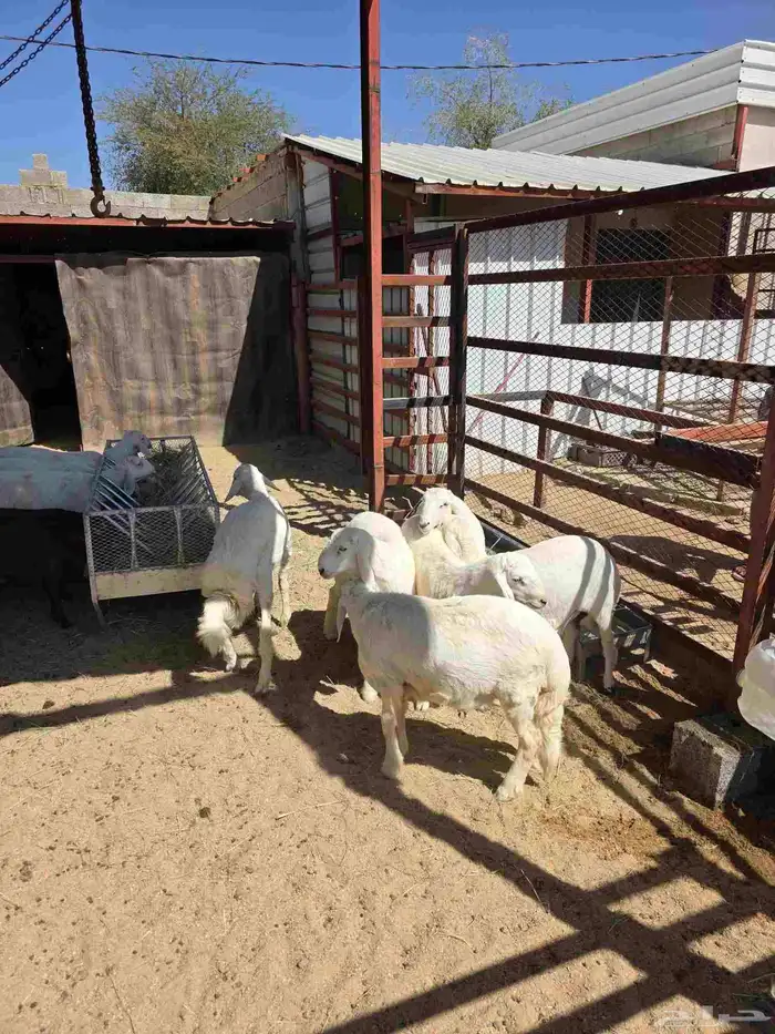 ذبائح النشاما 7