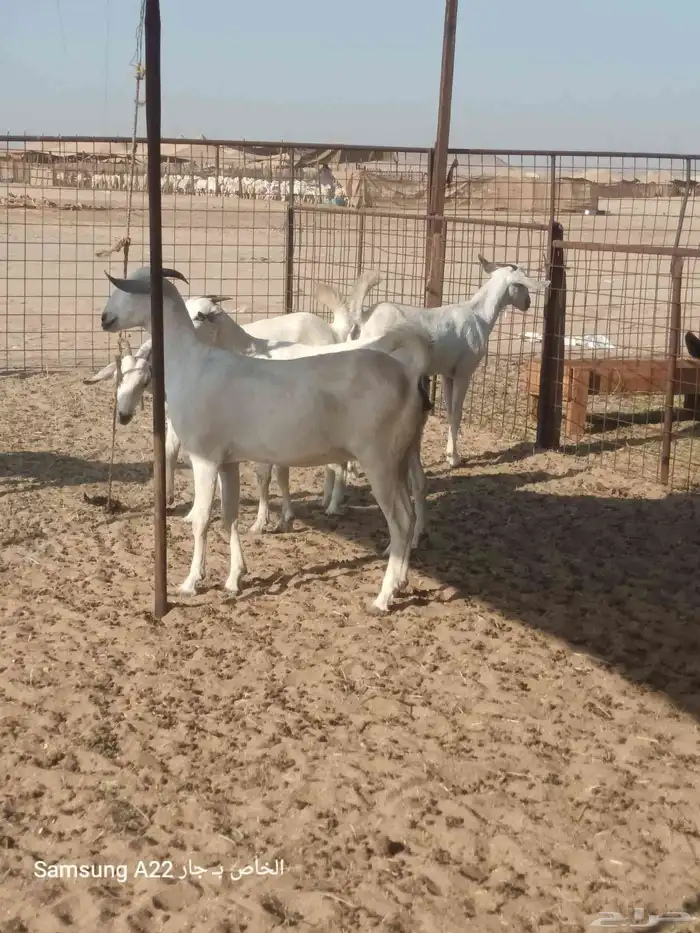 معزاء بيشيات برص طيبه 1