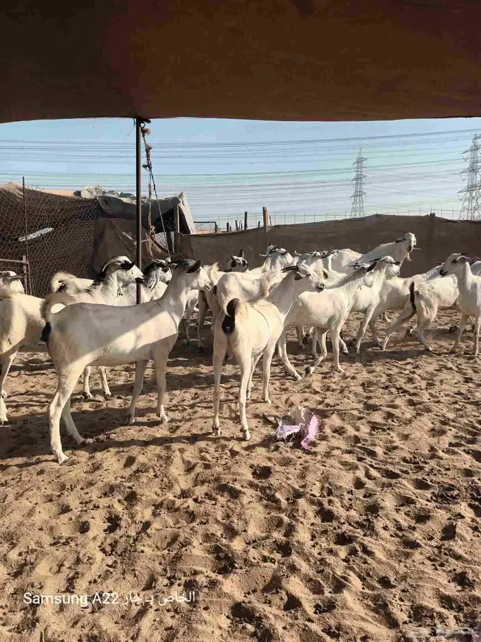 معزاء بيشيات برص طيبه 6