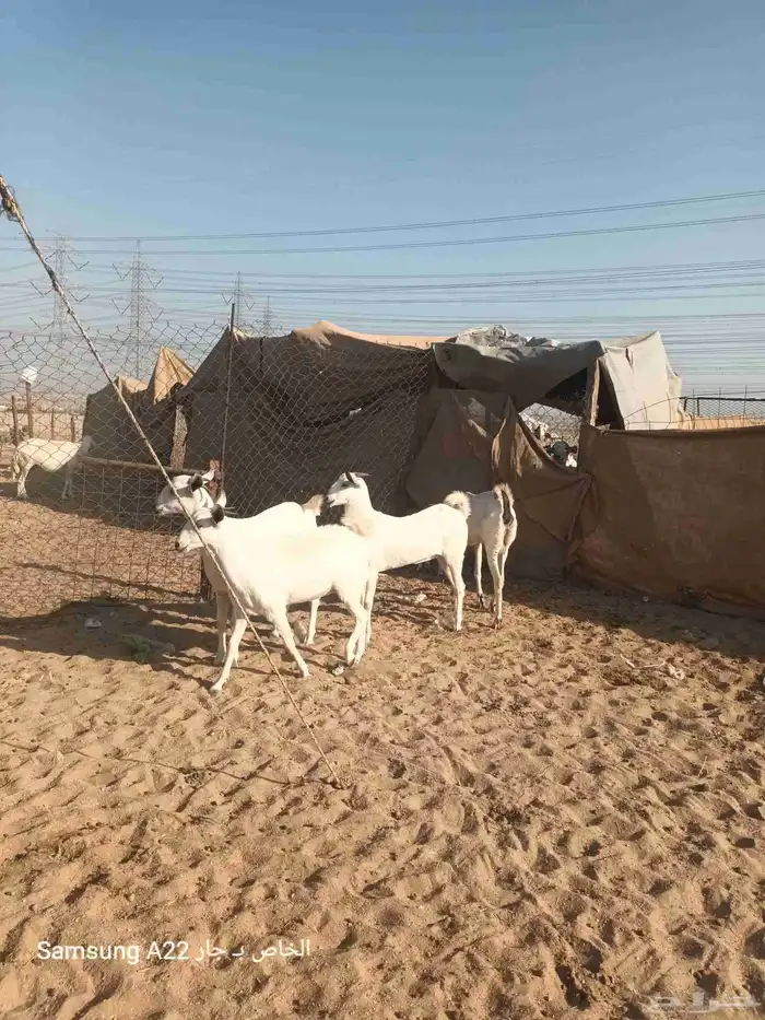 معزاء بيشيات برص طيبه 5