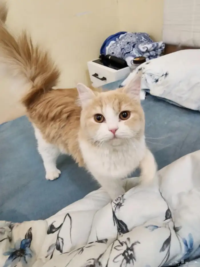 قط اليف جدآ للبيع متواجد في حي المملكه 1