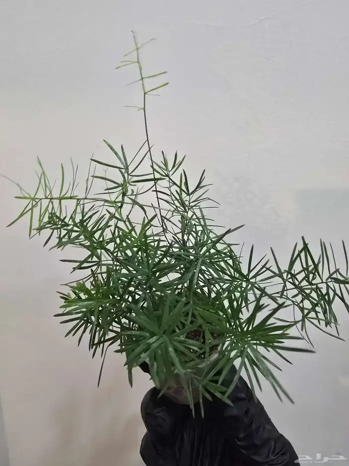 نباتات تيراريوم متنو عة 5