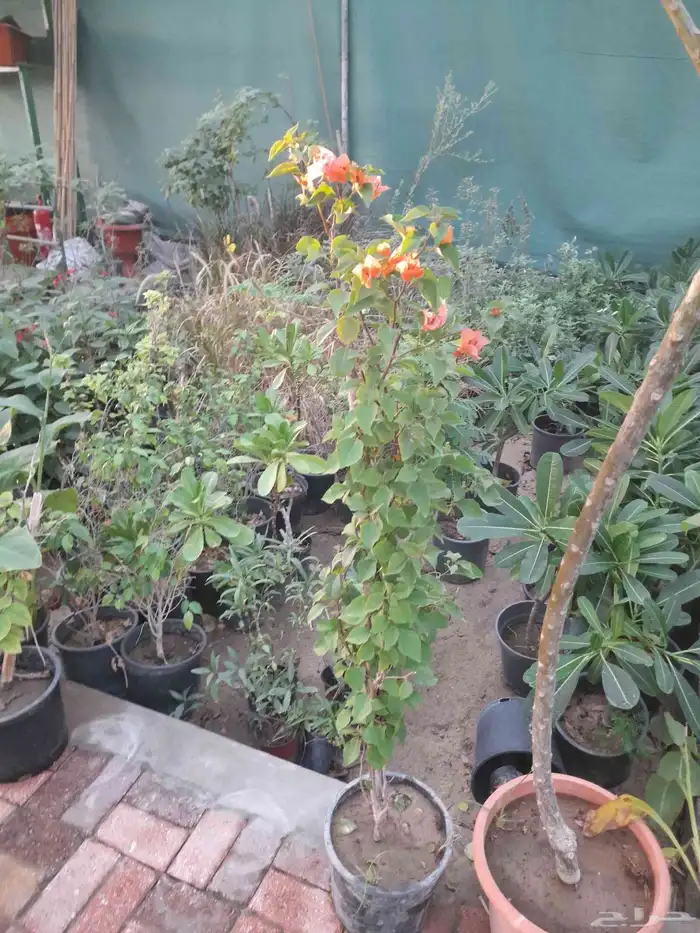 مزارع ومنسق حدائق 4