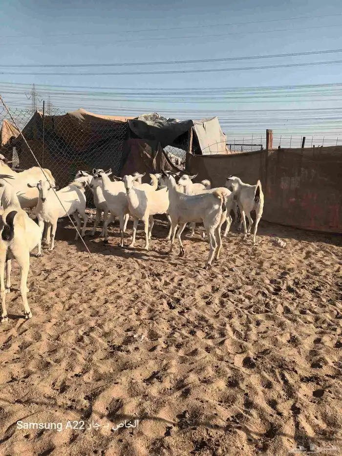 معزاء بيشيات برص طيبه 4