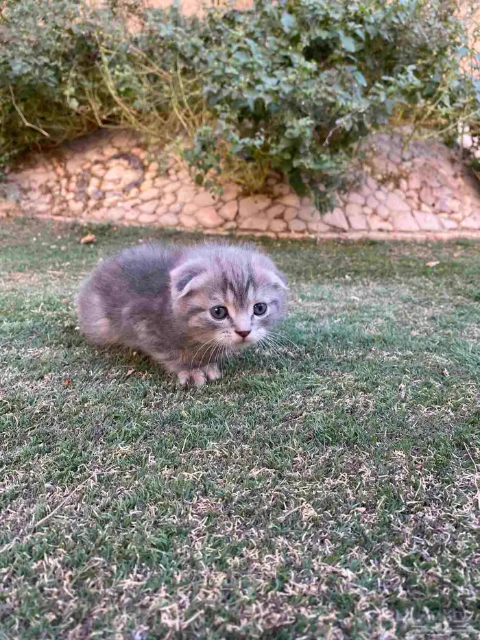 كيتن سكوتش فولد مطعمين مدربين للبيع ولايوجد تبني 19