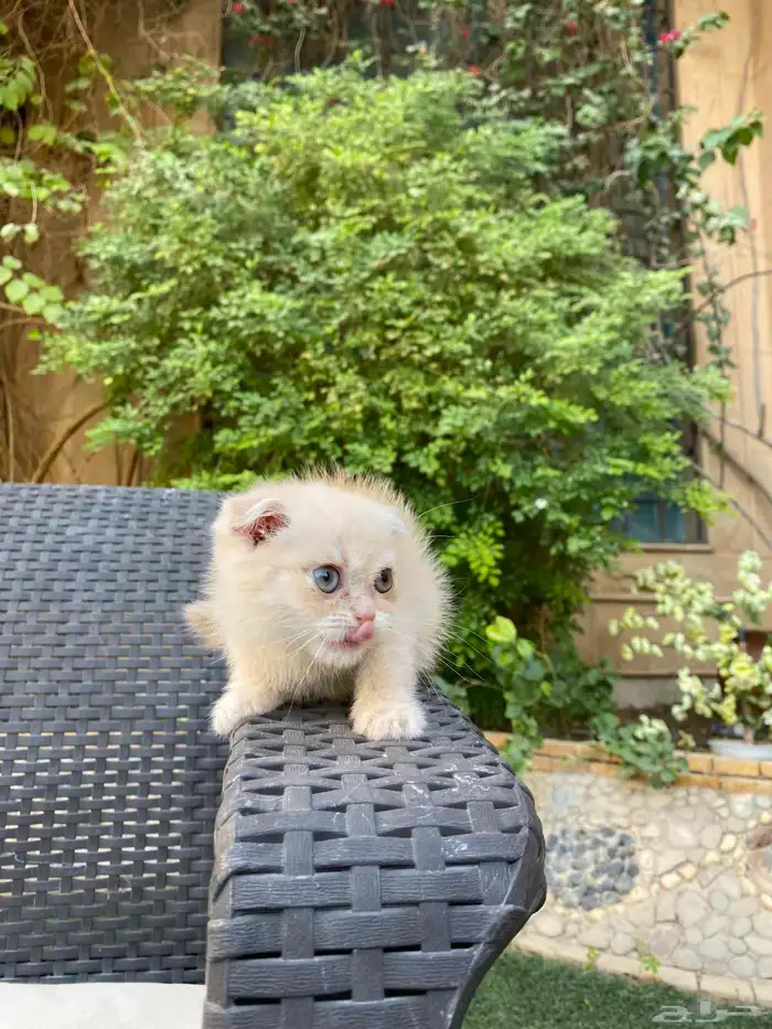 سكوتش فولد مطعمين مدربين للبيع ولايوجد تبني 16