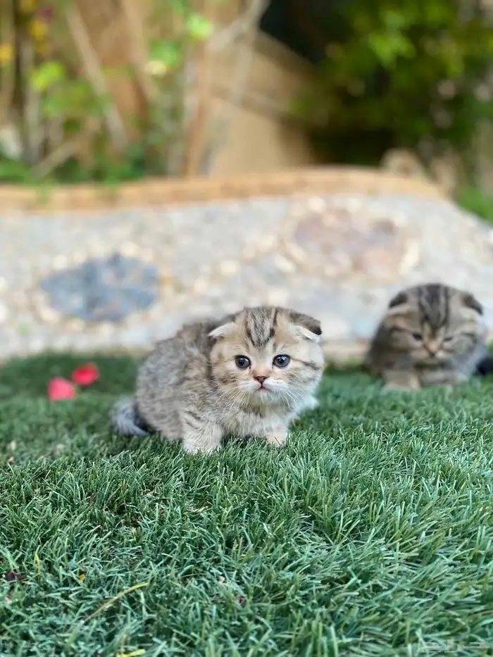 سكوتش فولد مطعمين مدربين للبيع ولايوجد تبني 25