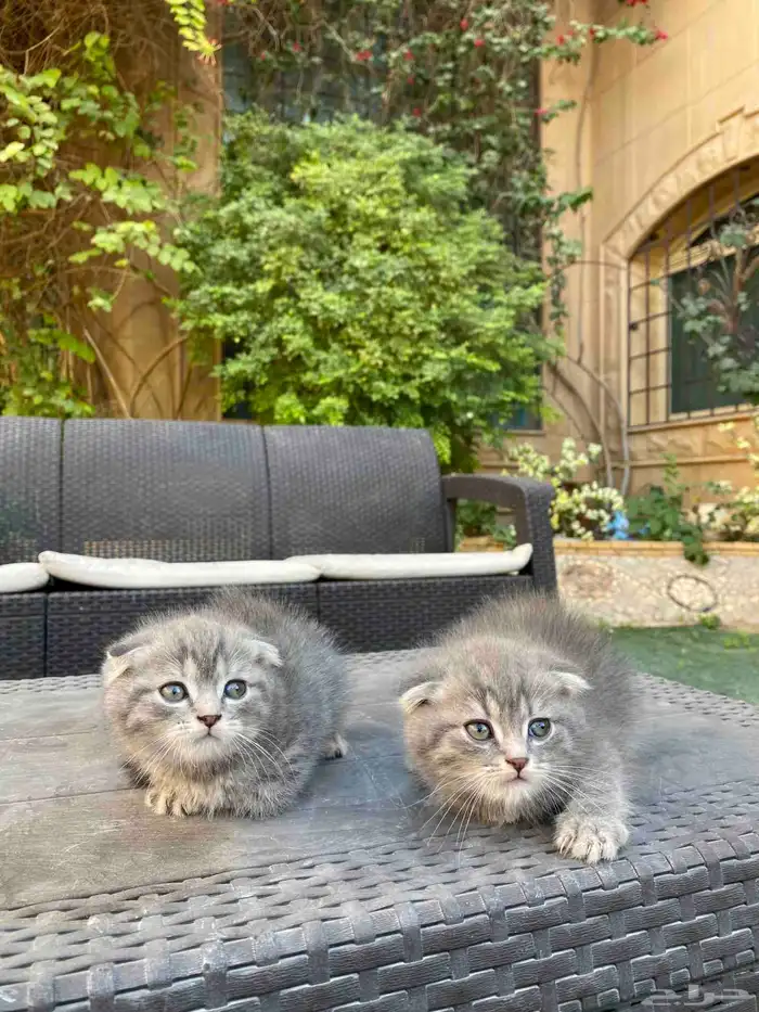 سكوتش فولد مطعمين مدربين للبيع ولايوجد تبني 35