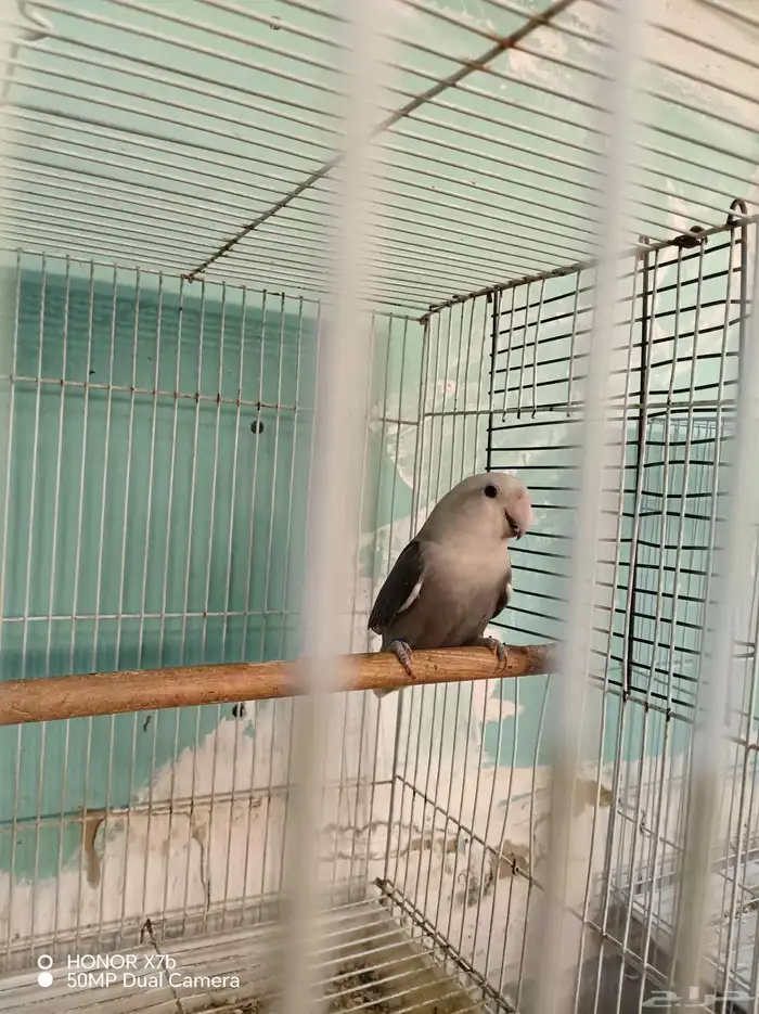 أنثى روز منتجه محجرلا 2025 1