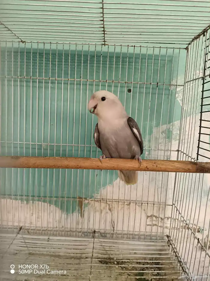 أنثى روز منتجه محجرلا 2025 5