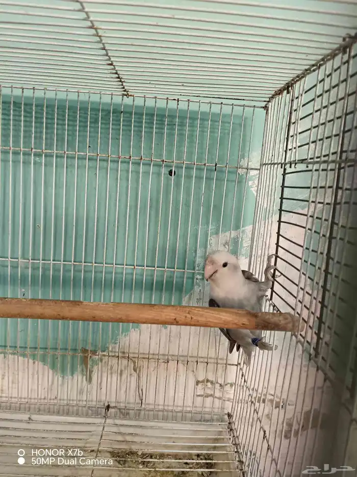 أنثى روز منتجه محجرلا 2025 4