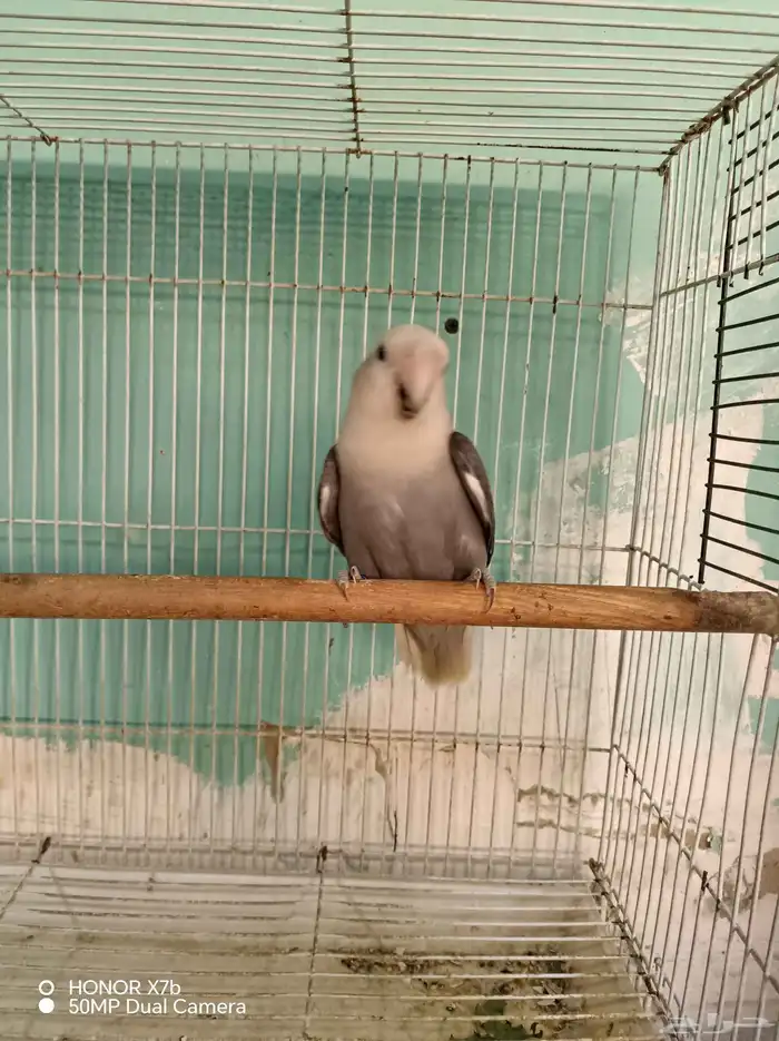 أنثى روز منتجه محجرلا 2025 2