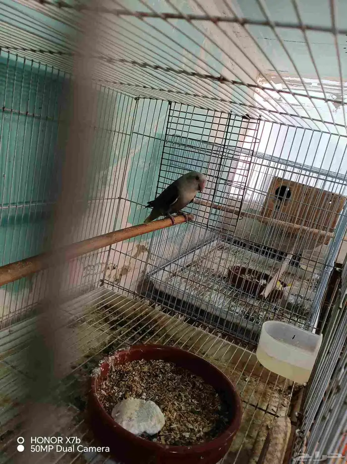 أنثى روز منتجه محجرلا 2025 0