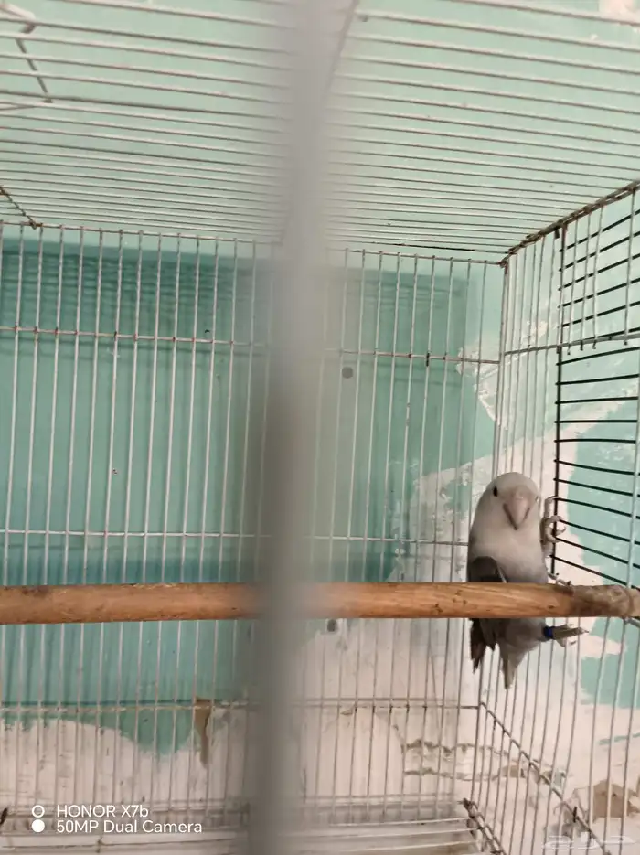 أنثى روز منتجه محجرلا 2025 3