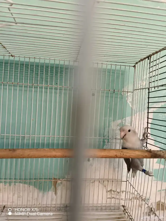 أنثى روز منتجه محجرلا 2025 6