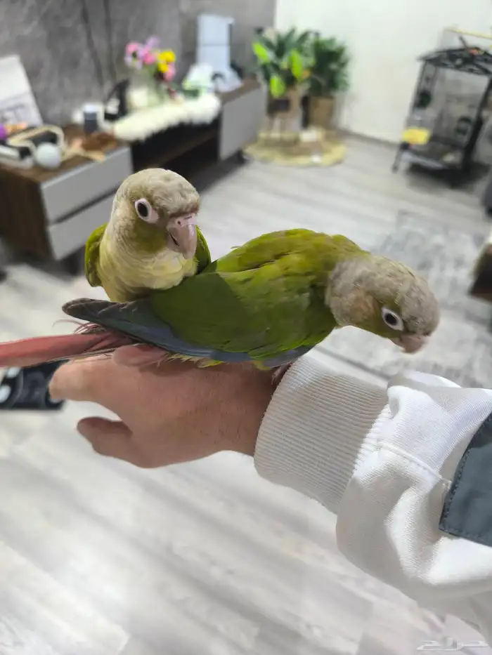 طيور ببغاء كنيور للبيع 0