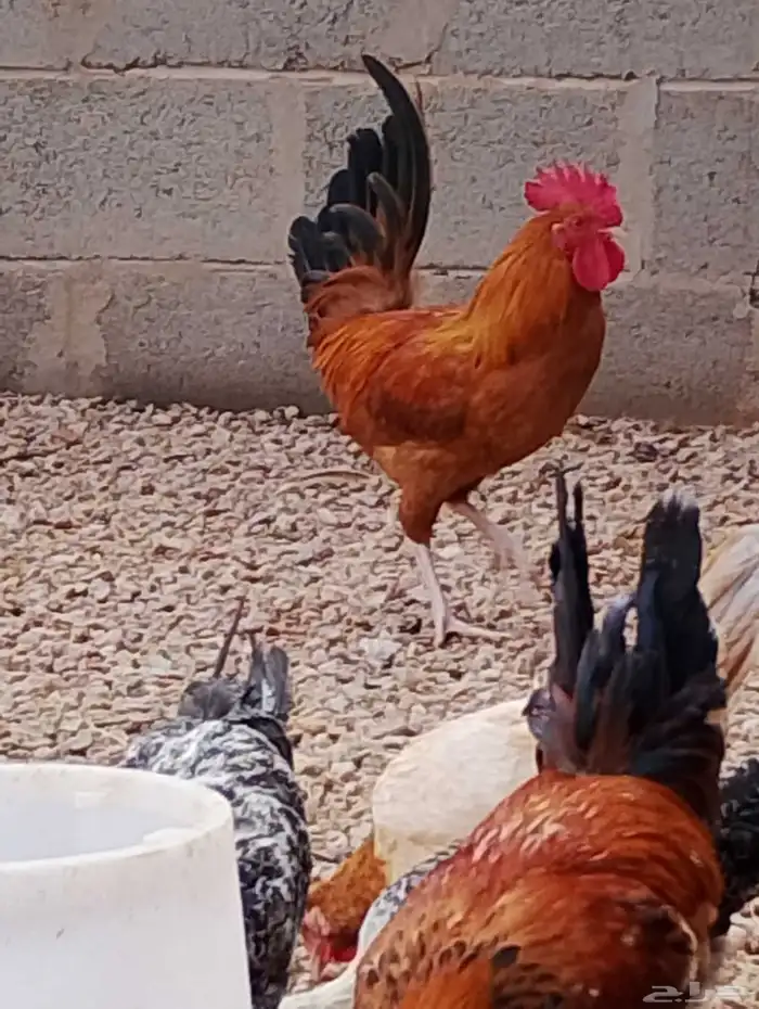 ست ديكه بلدي الصحه على الشرط والله الحمد العمر من سبع شهور 2