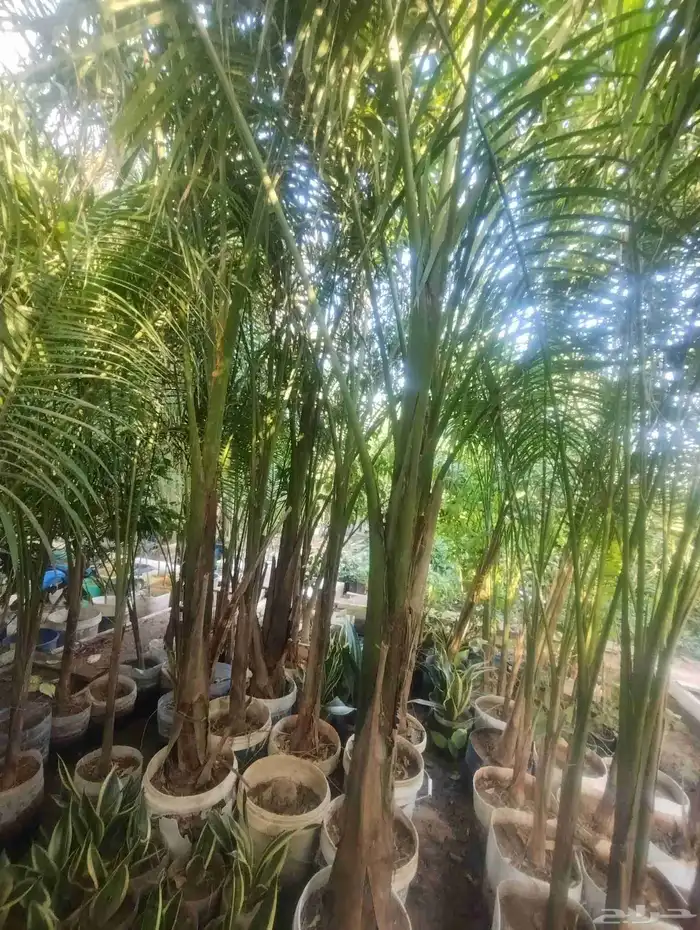 بيع شجرة نخل ملوكي جمله 100   فقط حبه 150 1