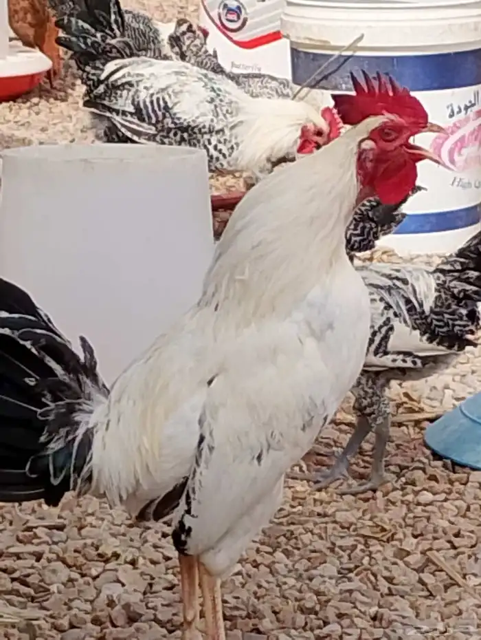 ست ديكه بلدي الصحه على الشرط والله الحمد العمر من سبع شهور 0