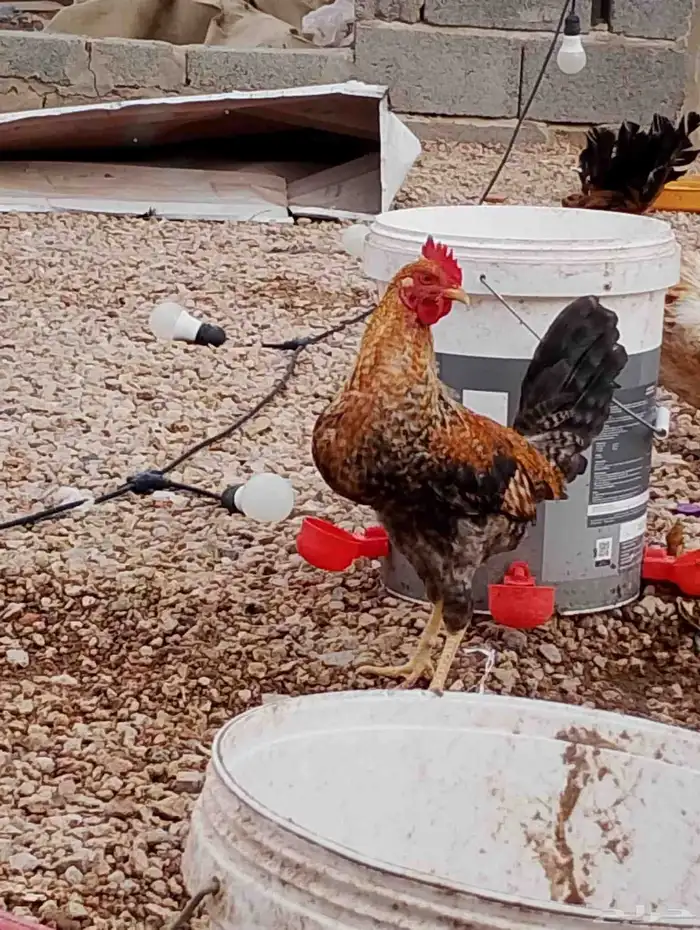 ست ديكه بلدي الصحه على الشرط والله الحمد العمر من سبع شهور 3