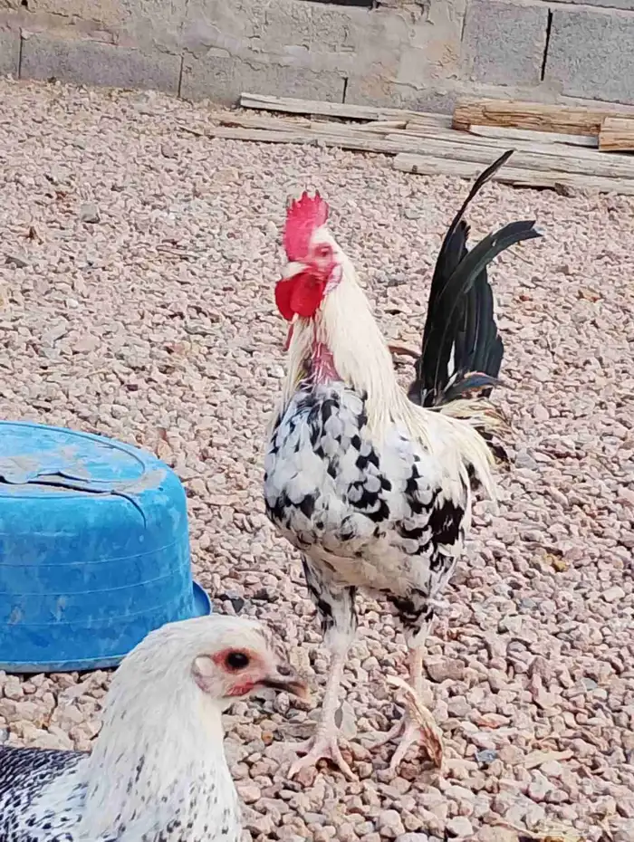 ست ديكه بلدي الصحه على الشرط والله الحمد العمر من سبع شهور 4