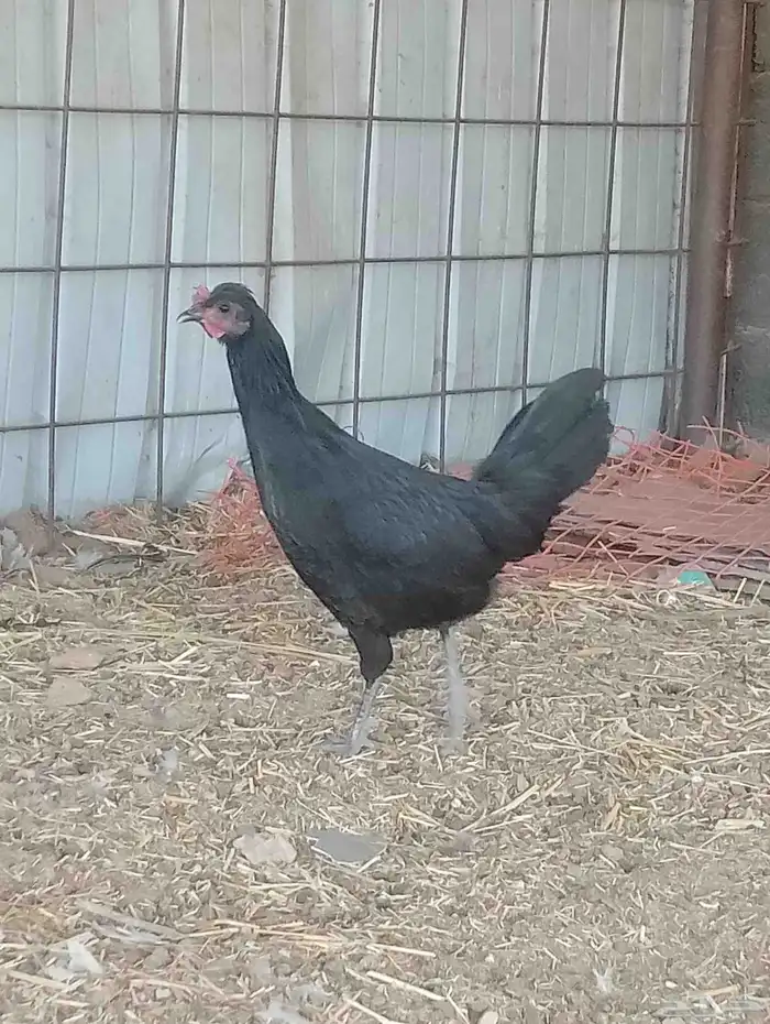 ديك ودجاجتين اسود صك لماع 5