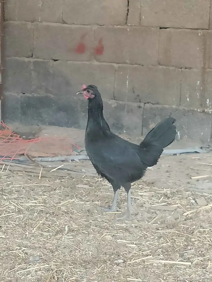 ديك ودجاجتين اسود صك لماع 6