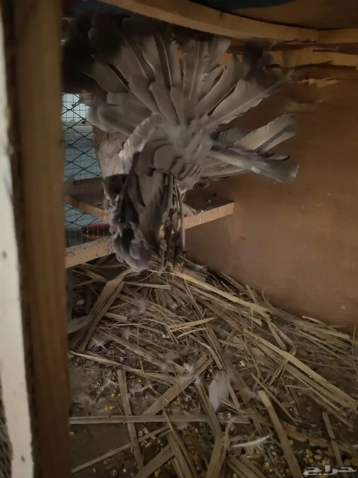 حمام هزازي أمريكي 2