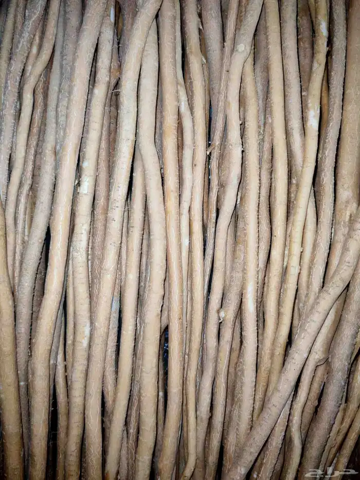 مسواك ابو حنش عرض ربطة ب 30 وعليها ربطة مجانا 4