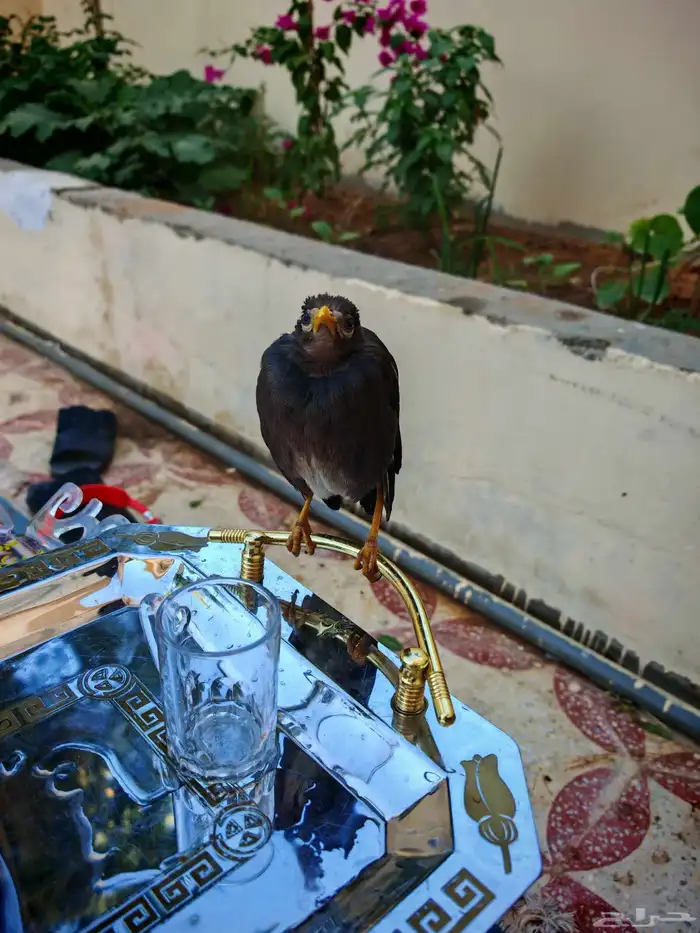 للبيع جور مينه أليف 0