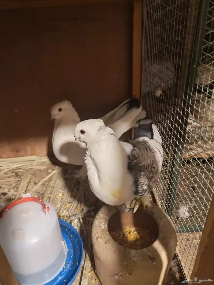 حمام كويتي فراشه 0