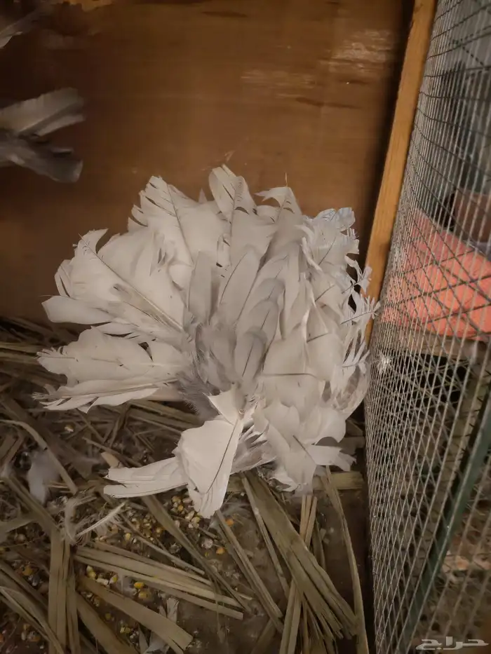 حمام هزازي أمريكي 3