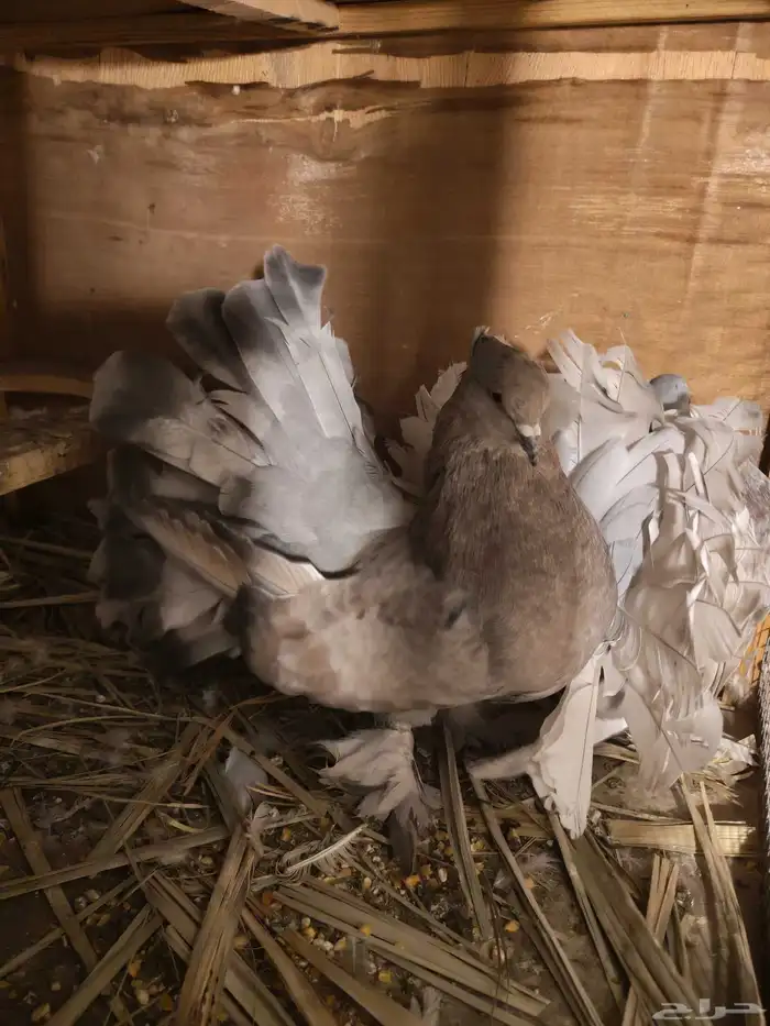 حمام هزازي أمريكي 0