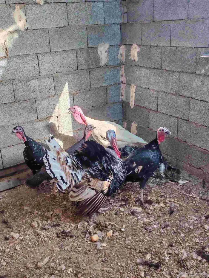 ديك ودجاجتين رومي 1