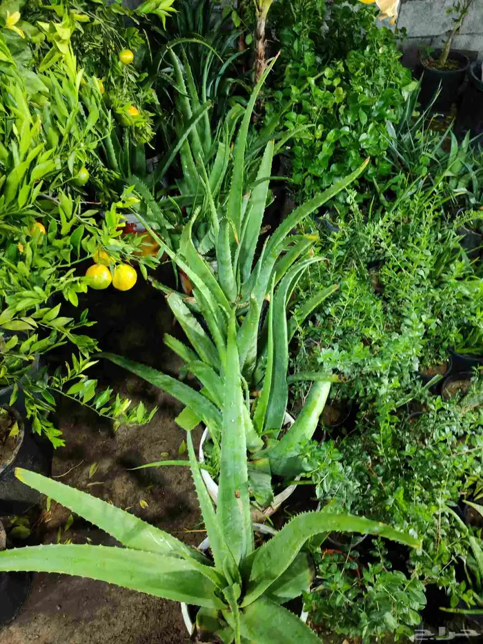 زراع طبيعي وتيل طبيعي و مشتل زراع طبيعي 7