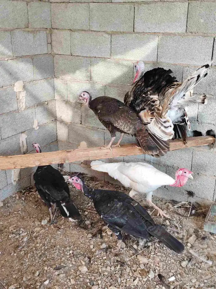 ديك ودجاجتين رومي 4