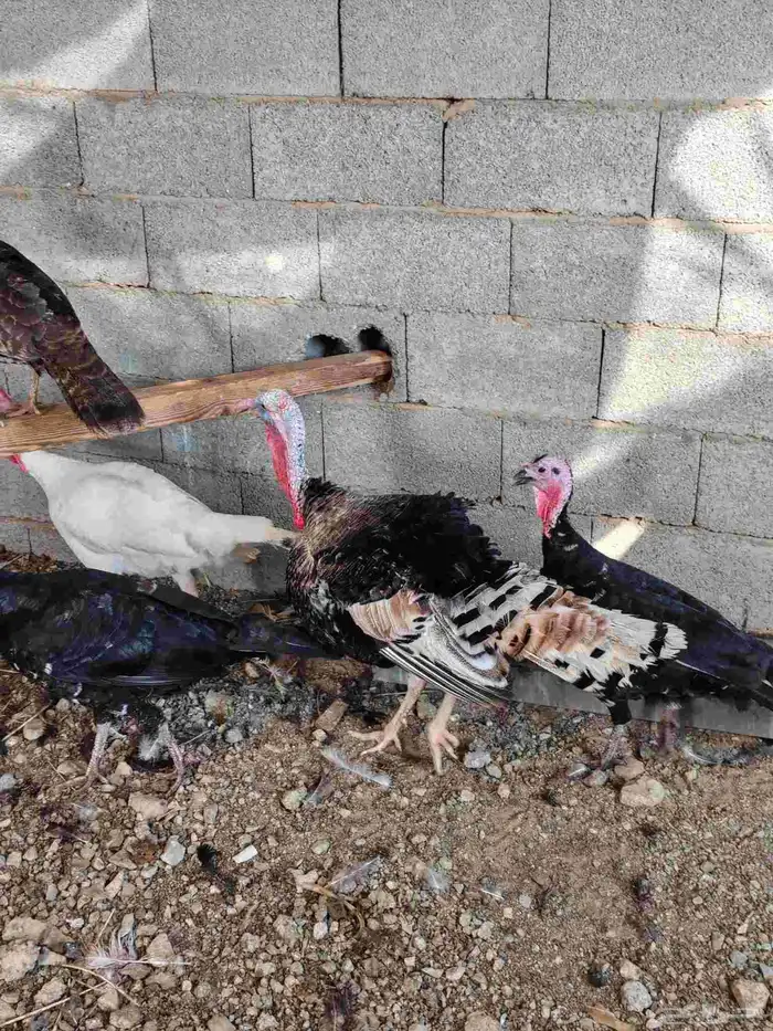 ديك ودجاجتين رومي 0