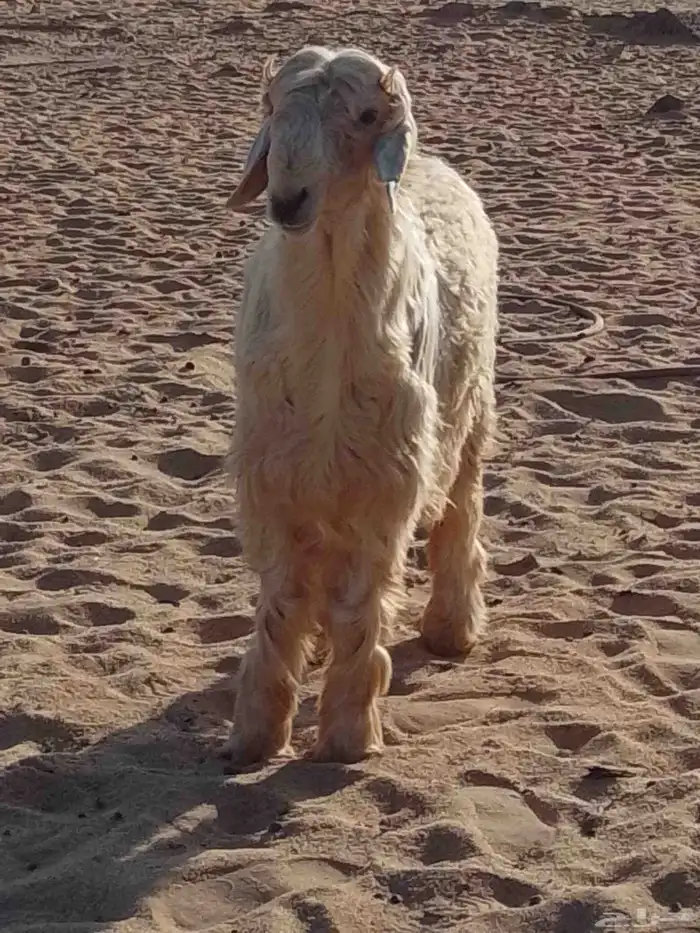 خروف نجدي عيسي ابيض للبيع عرض وجبر وفقره وزين الموقع تيماء 1