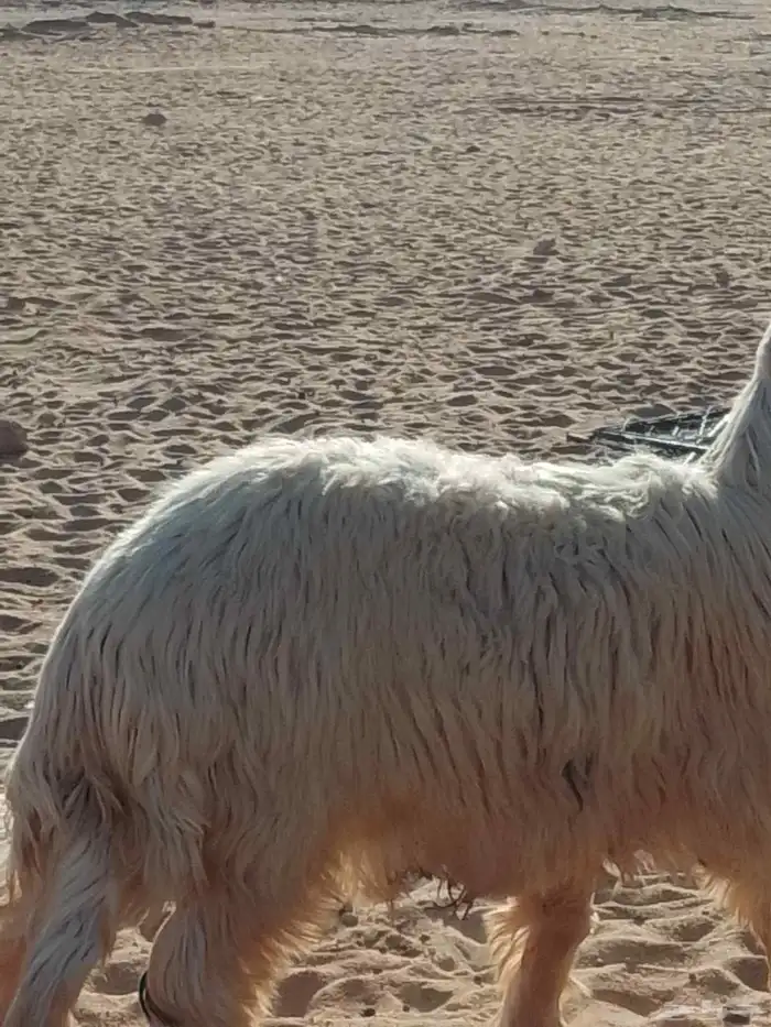 خروف نجدي عيسي ابيض للبيع عرض وجبر وفقره وزين الموقع تيماء 0