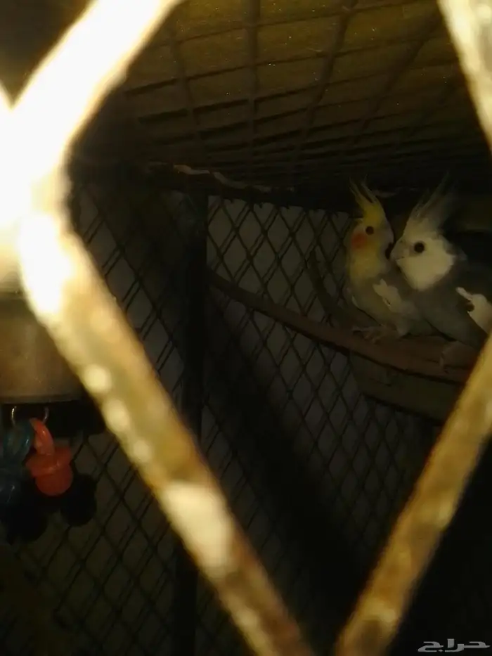 ازواج كروان منتج شرط وطبه 2