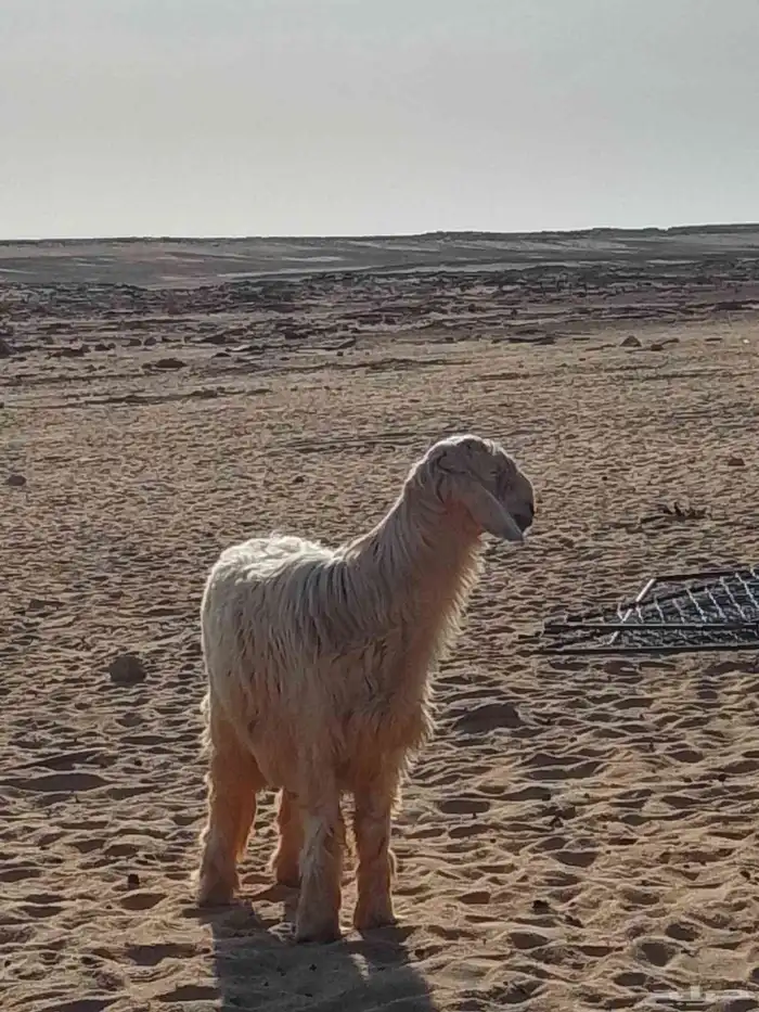خروف نجدي عيسي ابيض للبيع عرض وجبر وفقره وزين الموقع تيماء 3