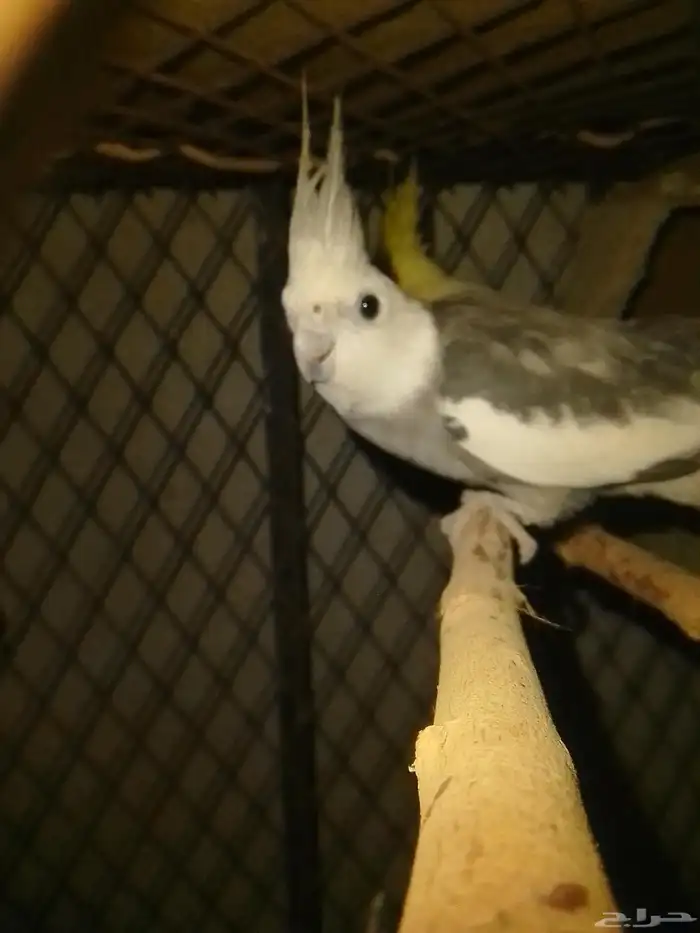 ازواج كروان منتج شرط وطبه 4